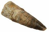 Spinosaurus Tooth - Real Dinosaur Tooth #197343-1